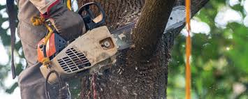 Best Lawn Maintenance Plans  in Germantown, WI